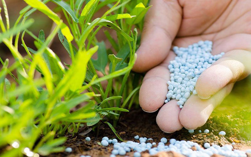 GARDEN CENTER CAPE CORAL AND LANDSCAPERS