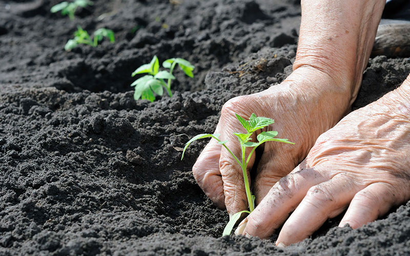 GARDEN CENTER CAPE CORAL AND LANDSCAPERS