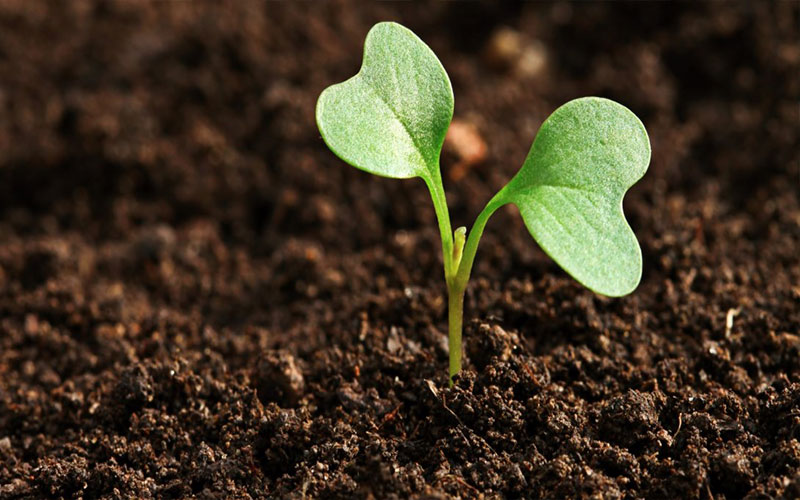 GARDEN CENTER CAPE CORAL and LANDSCAPERS